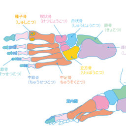 足の骨格